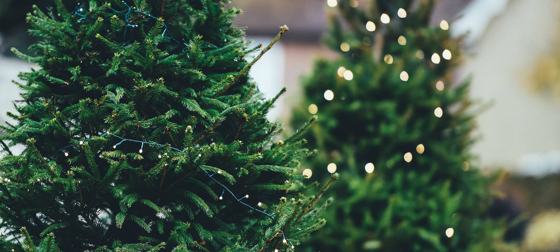 Weihnachtsbäume richtig entsorgen