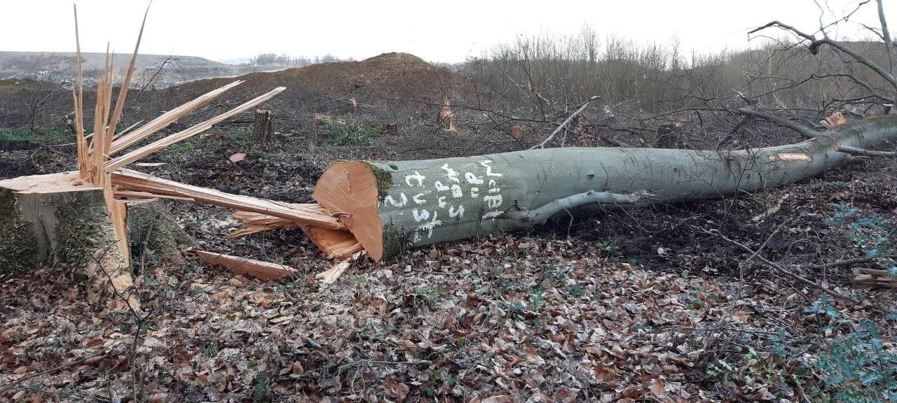 Ein Jahr Rodung des Osterholz
