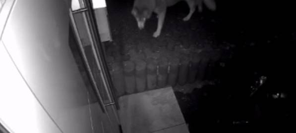 Mögliche Wolfssichtung: Zoodirektor hat Zweifel