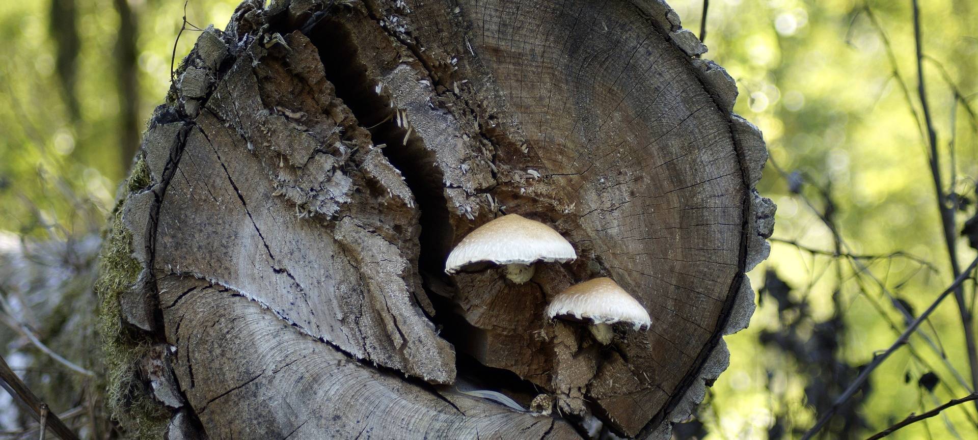 Stadt fällt Gefahrenbäume