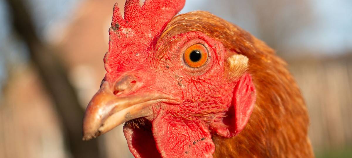 Hahneköppen nicht mehr erlaubt