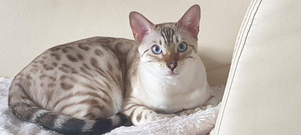 Kater Nano wird in Langerfeld vermisst