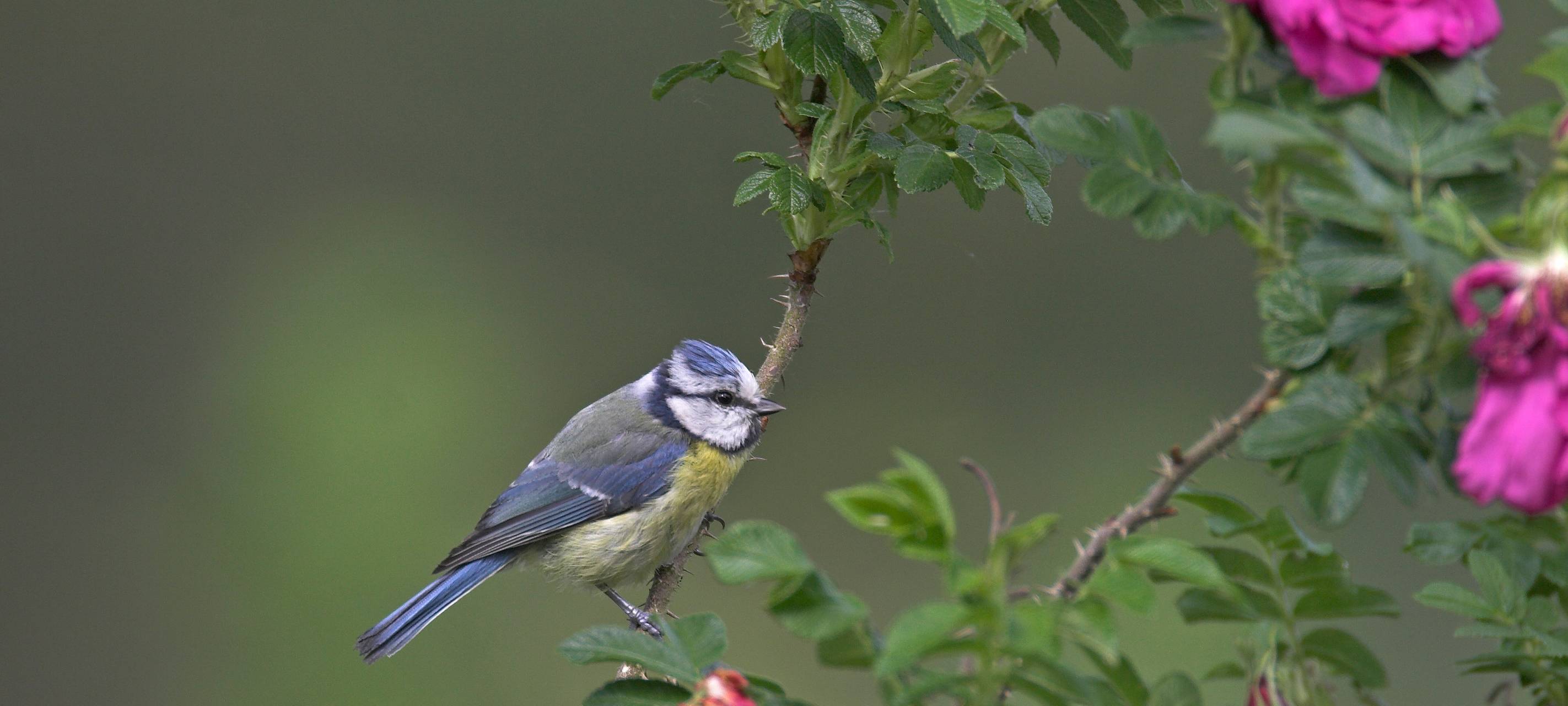 Stunde der Gartenvögel: Fünf Tipps für mehr Artenvielfalt im eigenen Garten