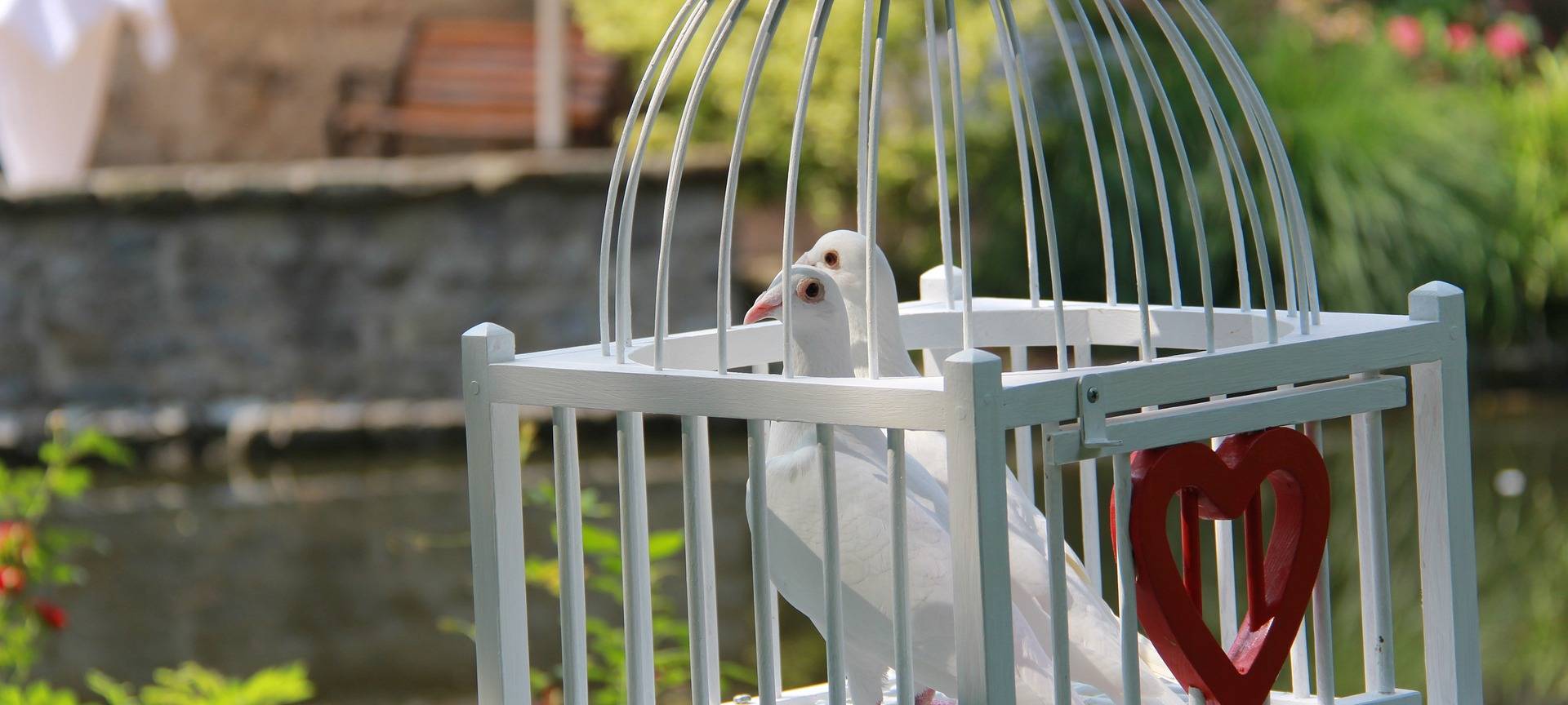 Hochzeitstauben unerwünscht