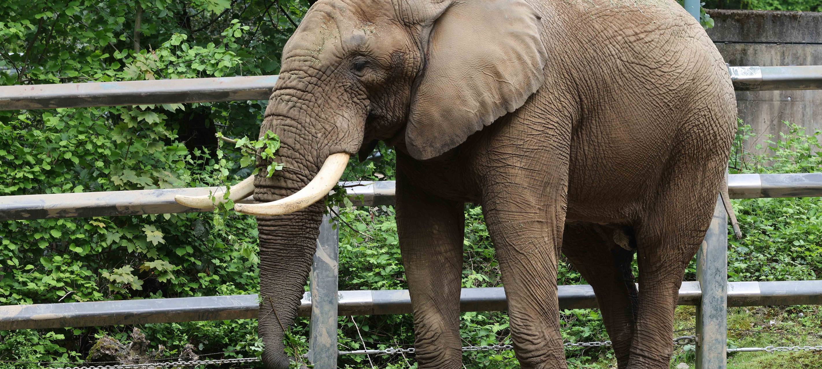 Zoo ohne Elefantenbullen