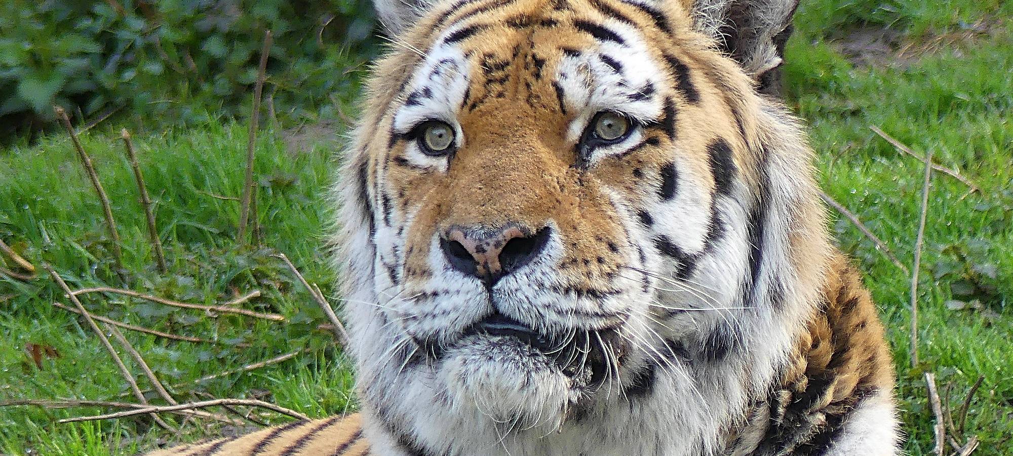 Tiger eingeschläfert