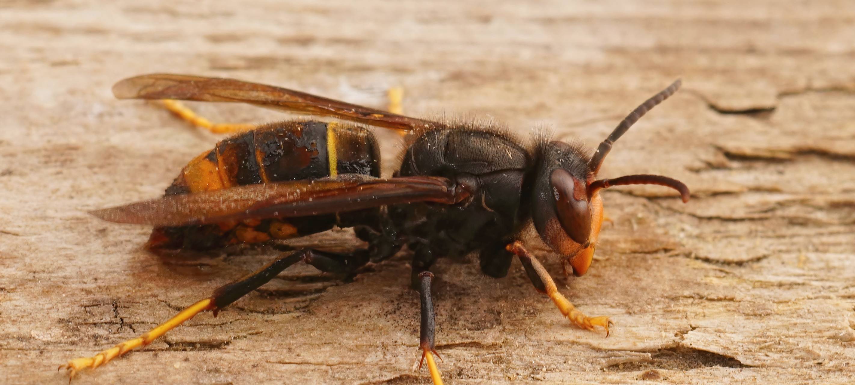 Asiatische Hornisse in Wuppertal