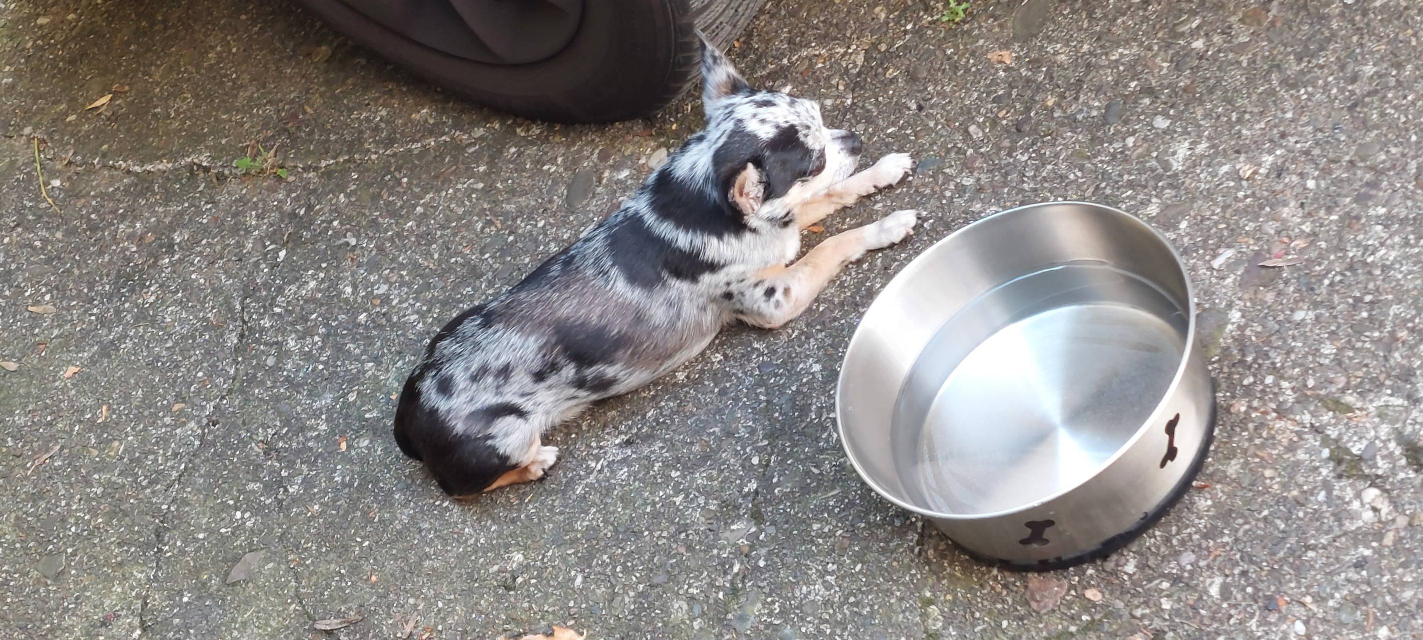 Kleiner Hund an der Gathe zugelaufen