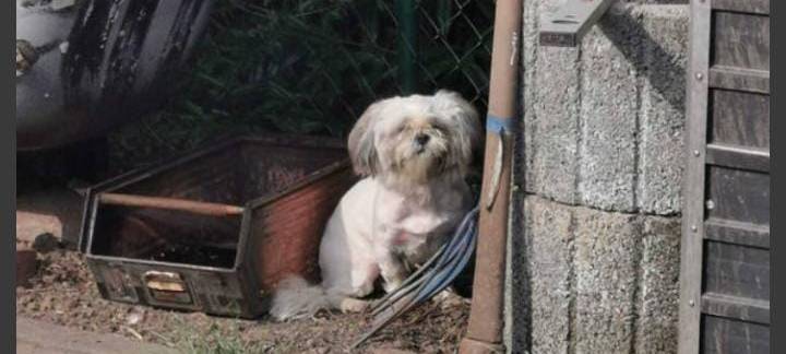 Kleiner weißer Hund gefunden