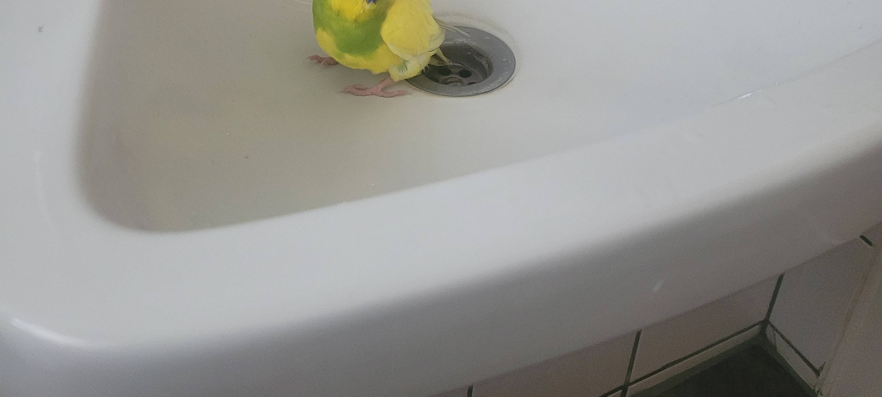Wellensittich zugeflogen