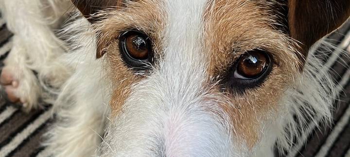 Jack Russel Rüde vermisst