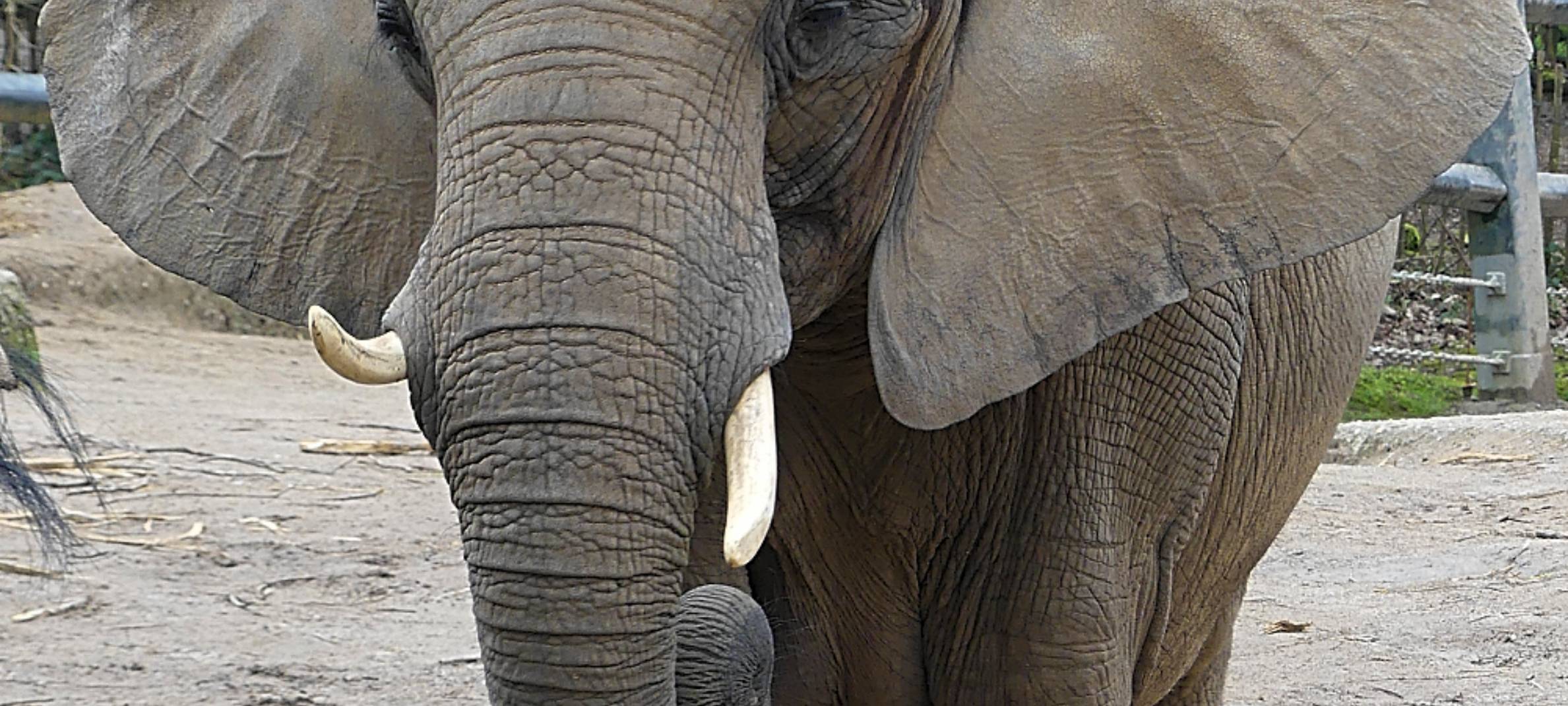 Zoo: Studie über Tetanus-Impfungen