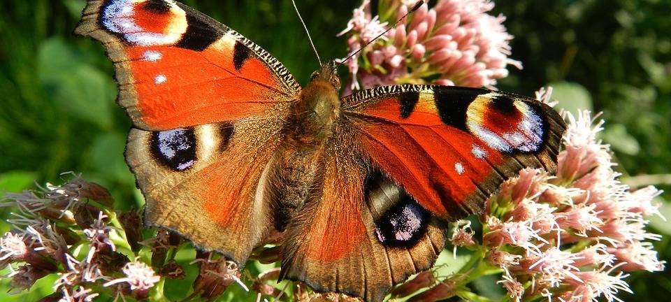 Wie sieht die Biodiversität in der Stadt aus?