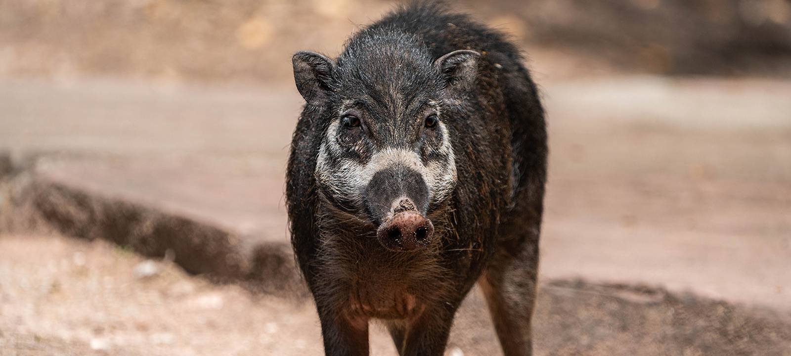 Zoo sorgt sich wegen Schweinepest