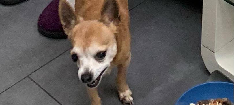Vermisster Chihuahua in Nächstebreck