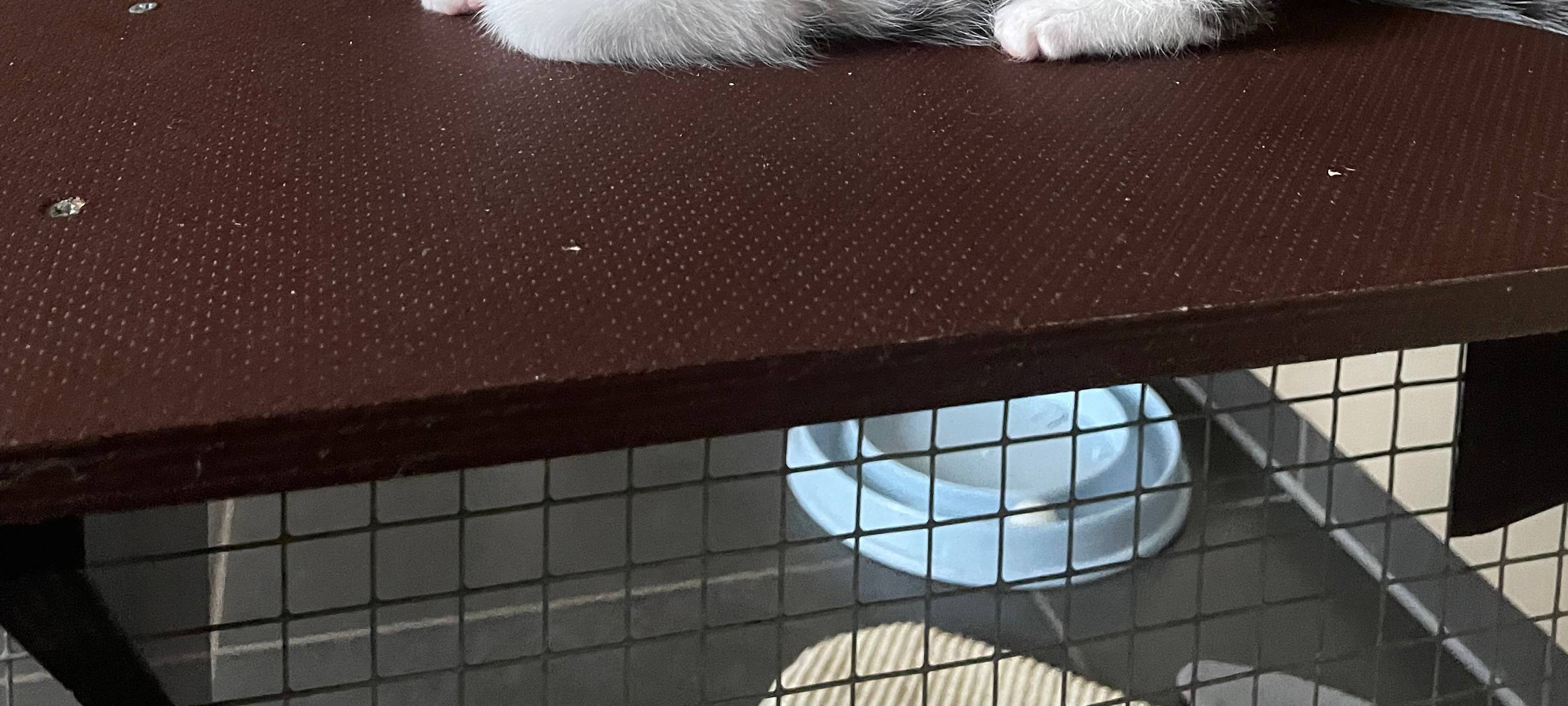 Welttierschutztag in Wuppertal