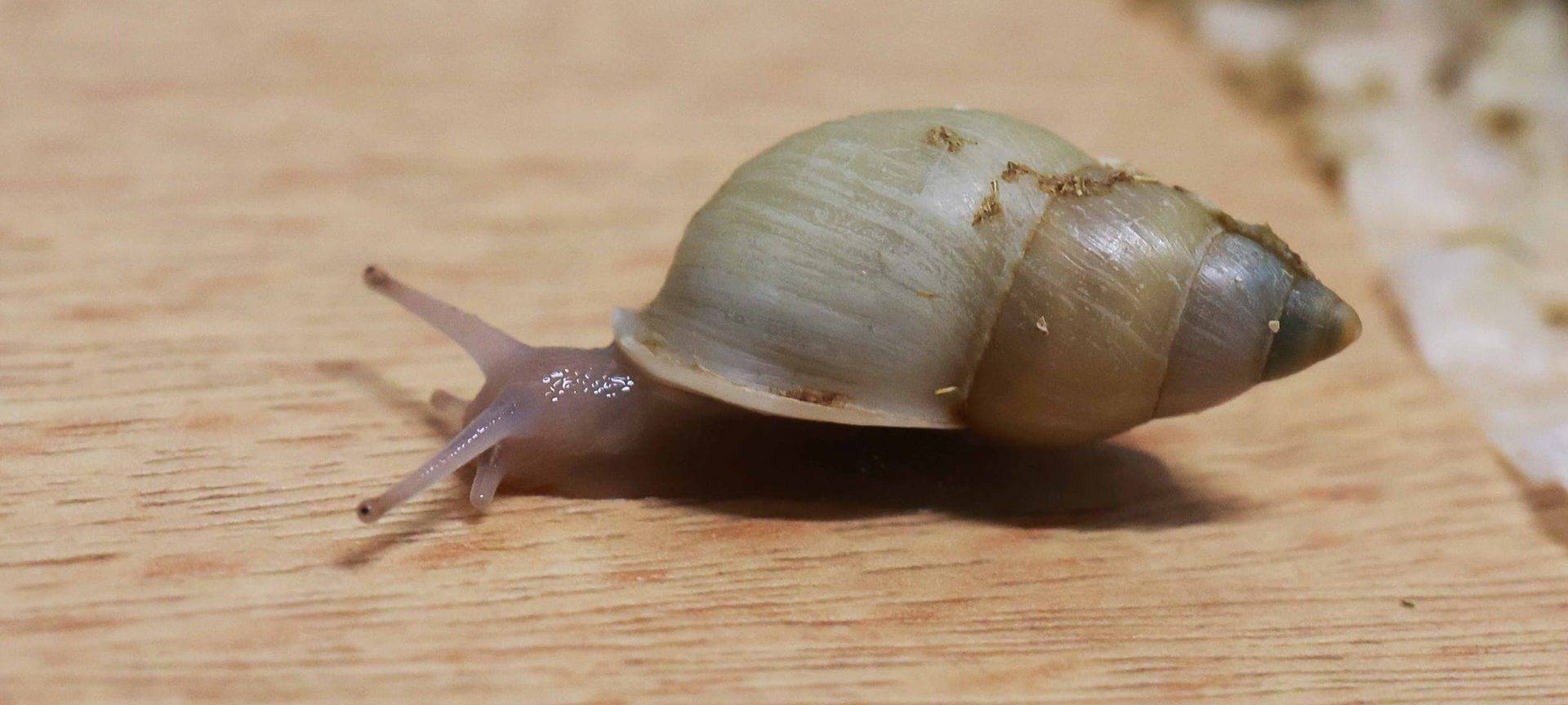 Bedrohte Schnecken im Zoo