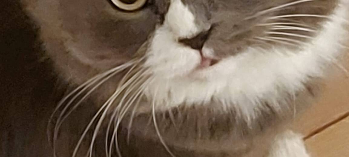 Katze Bella vermisst
