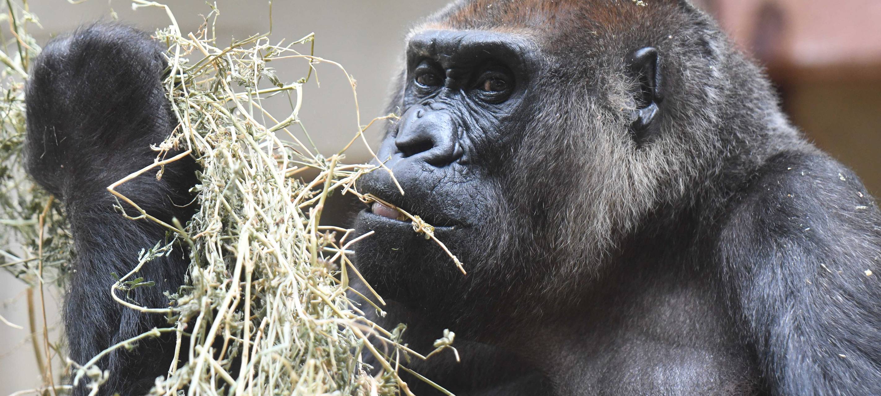 Zoo hat Roseli eingeschläfert