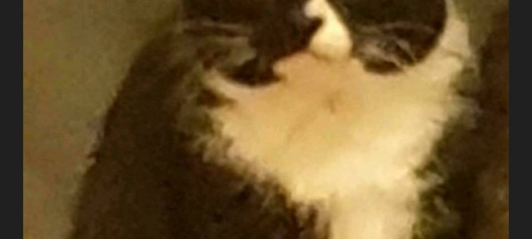 Kater Tommi vermisst