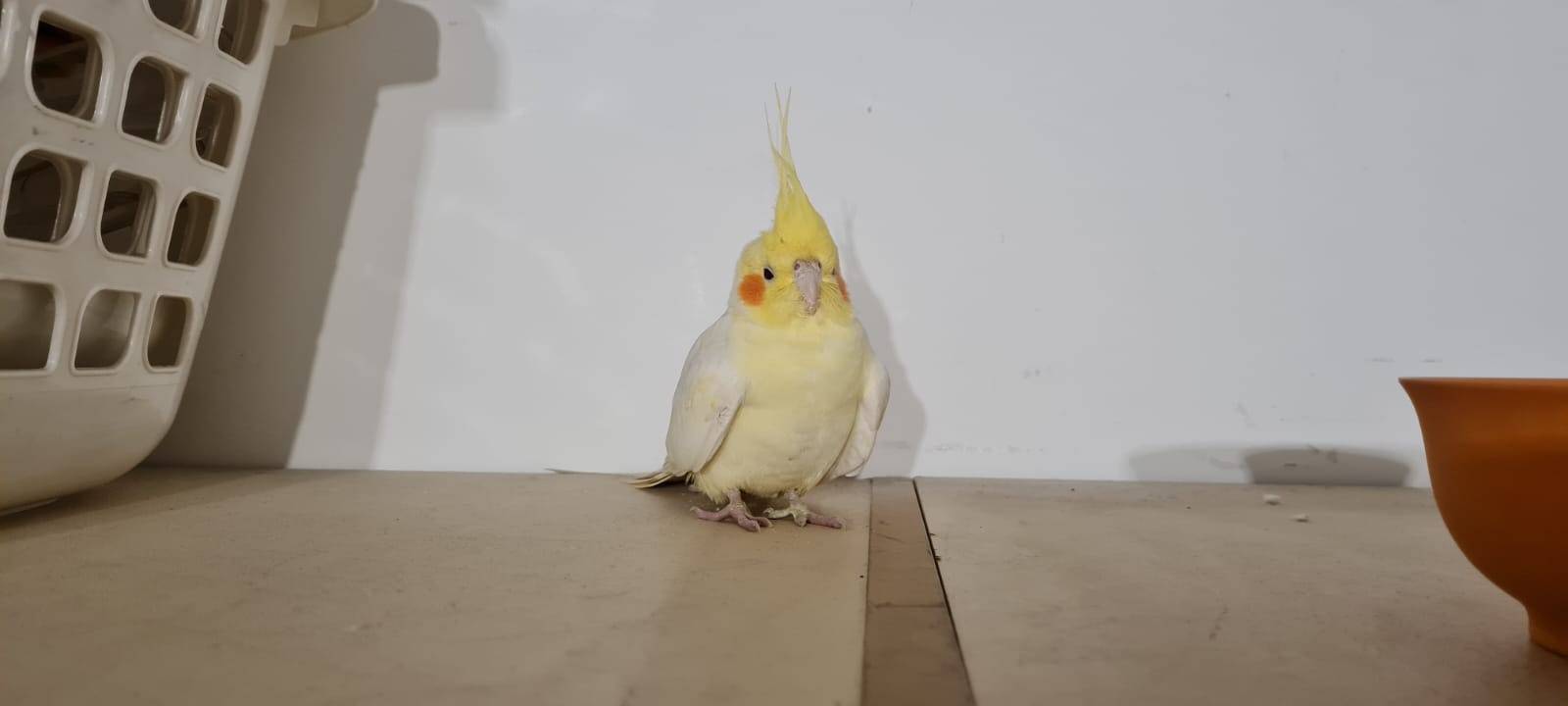 Nymphensittich zugeflogen