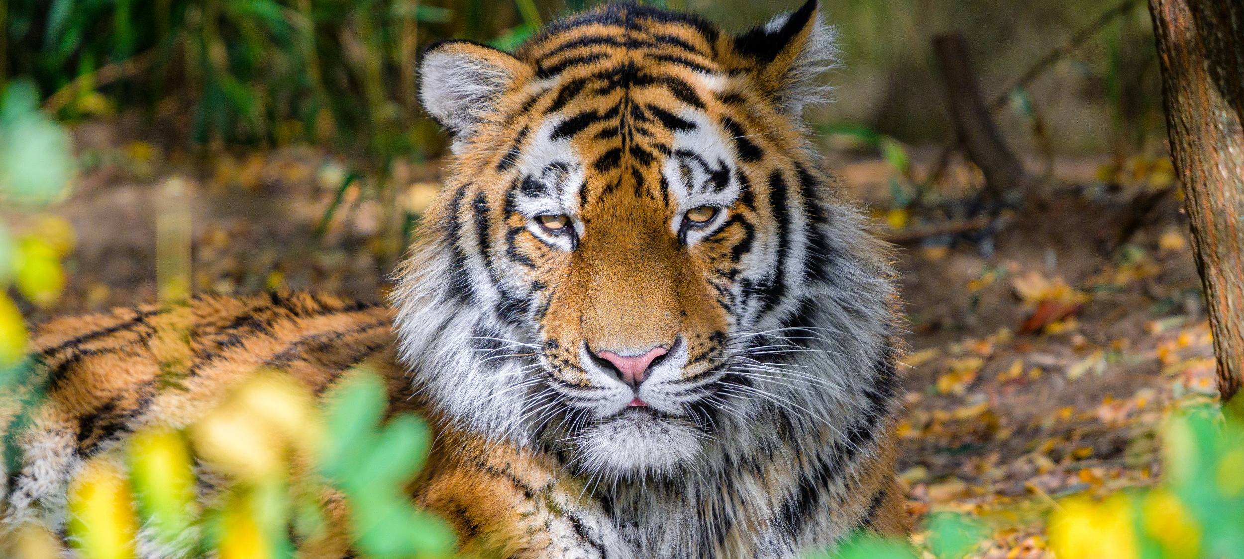 Tigerbabys im Wuppertaler Zoo