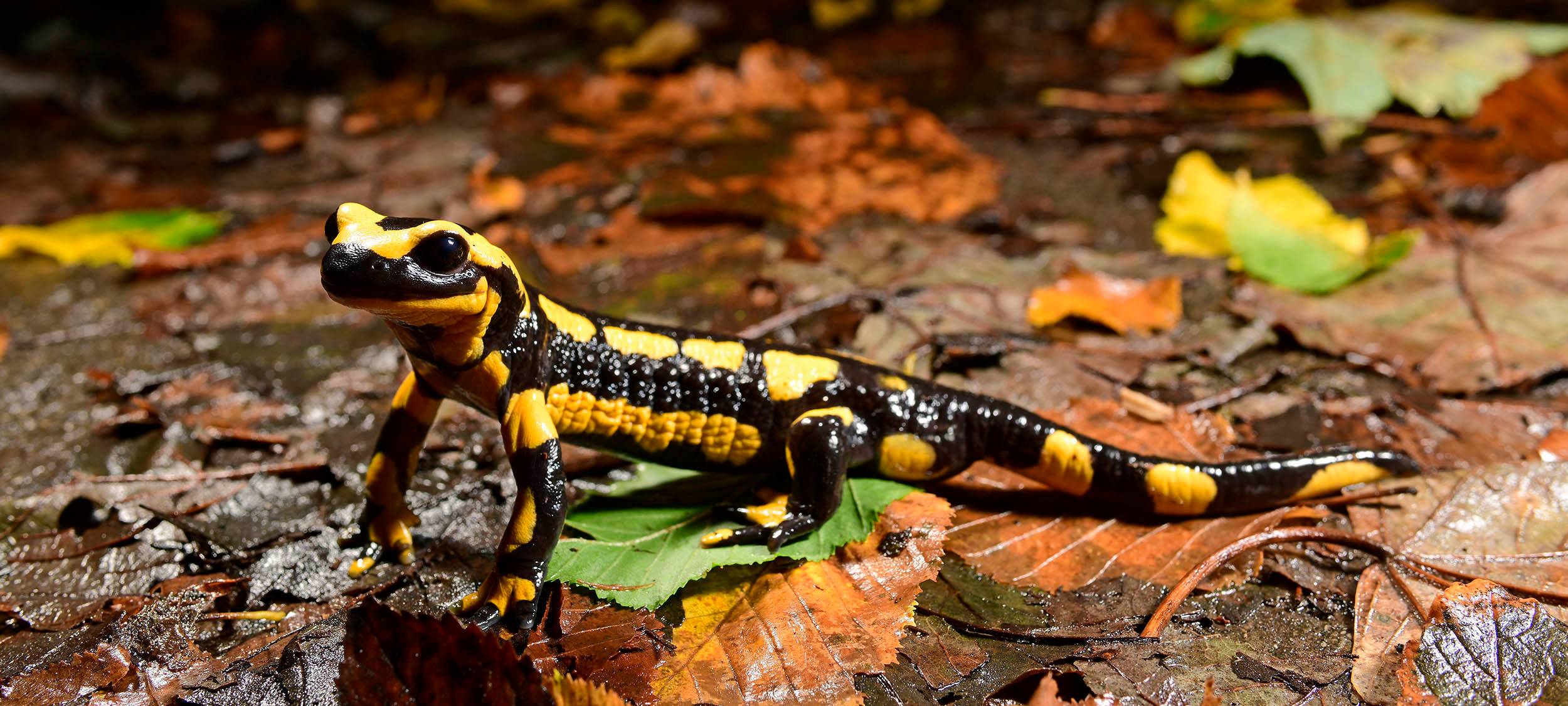 Feuersalamander in Wuppertal gefährdet