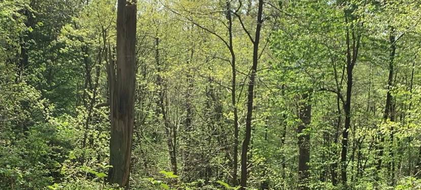 Legale Fahrrad-Strecken im Wald möglich