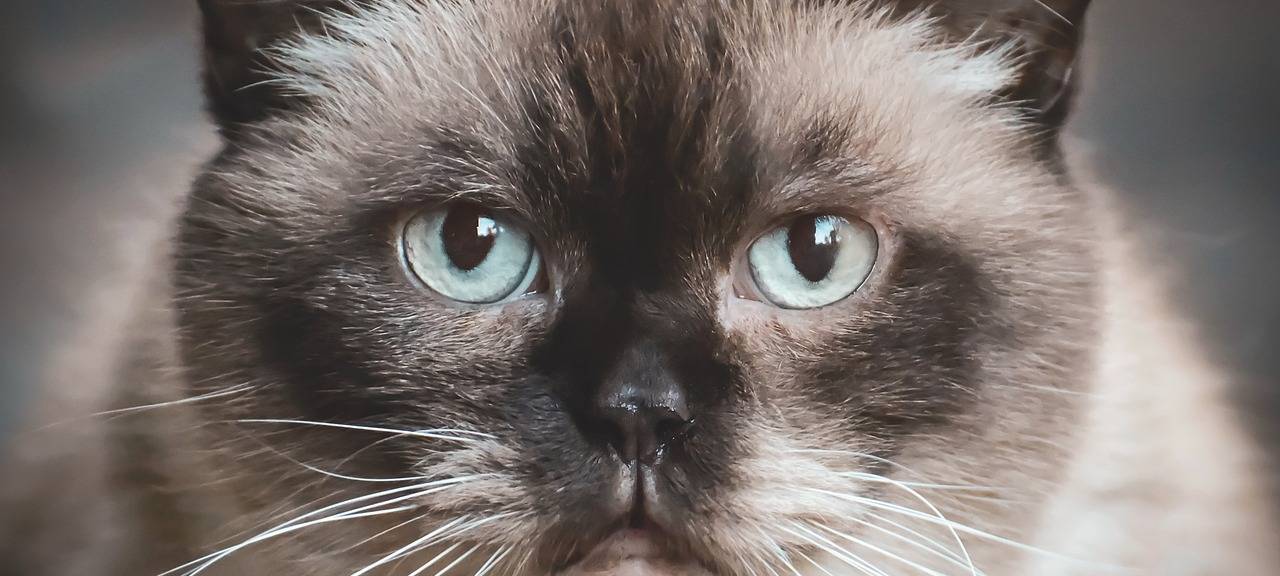 Kritik an Katzenschau