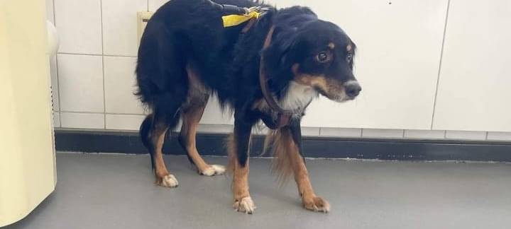 Beißattacken von Hunden