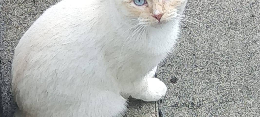 Kleiner creme-farbener Kater gesucht