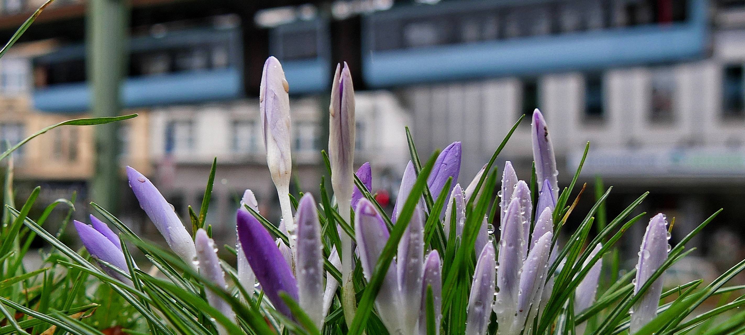 Onlinebefragung zu Vohwinkel