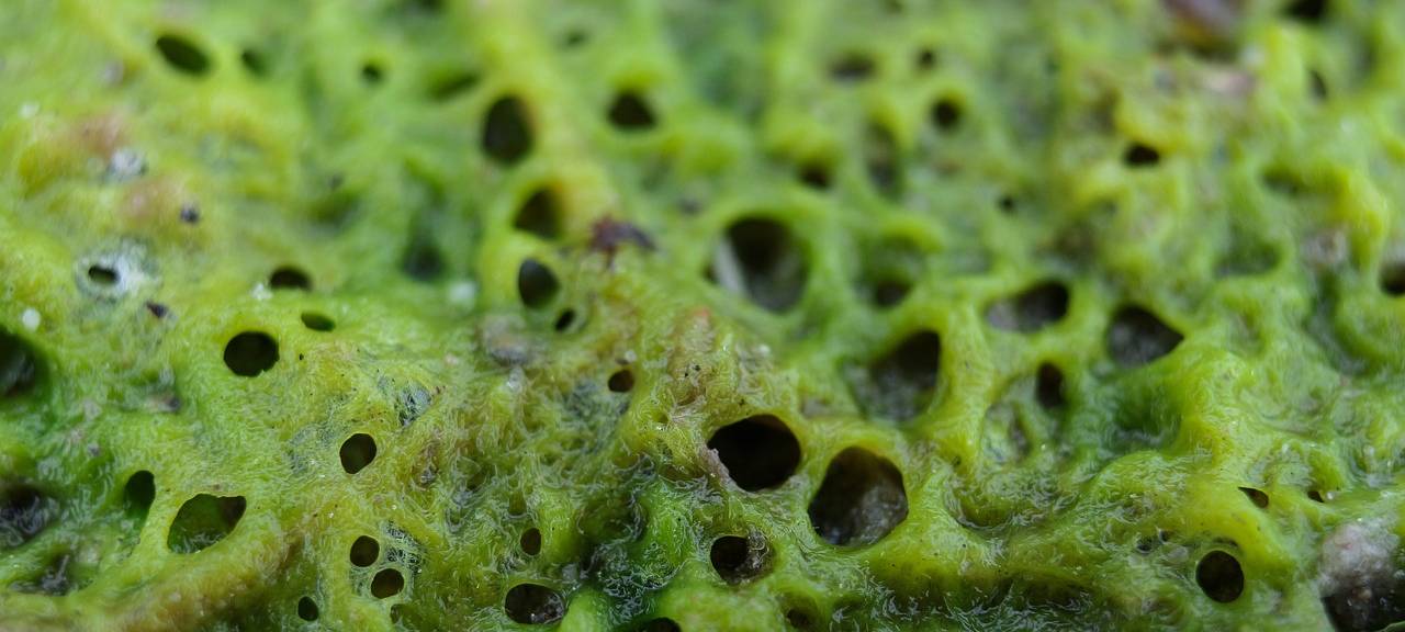 Ein Algenbaum für Elberfeld?