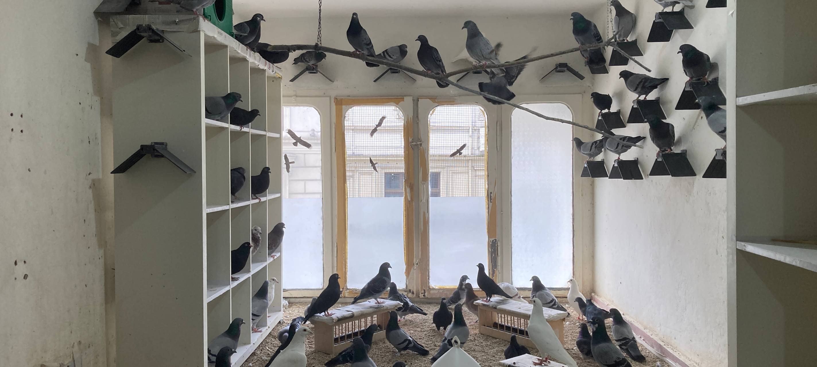 Fliegende Schönheiten e.V.