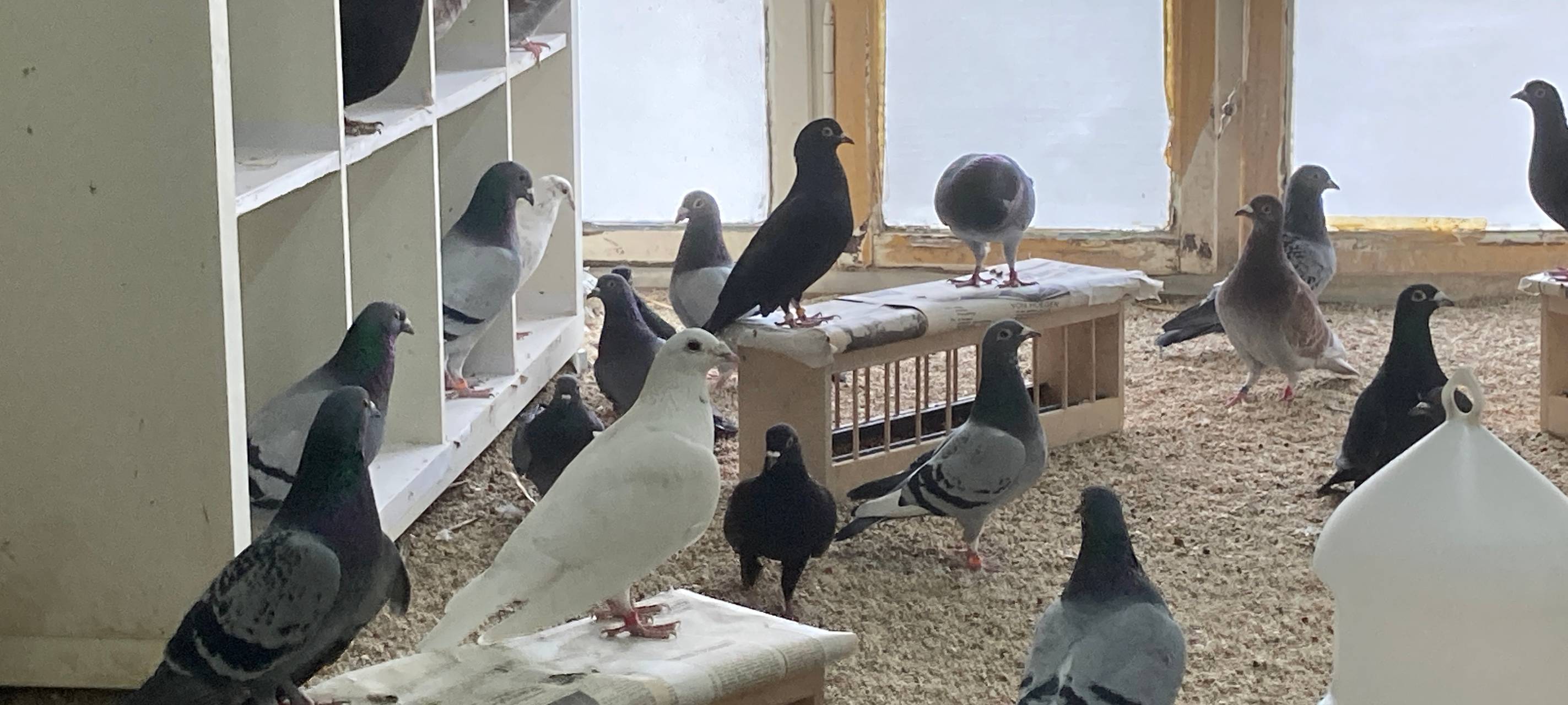 Fliegende Schönheiten e.V.