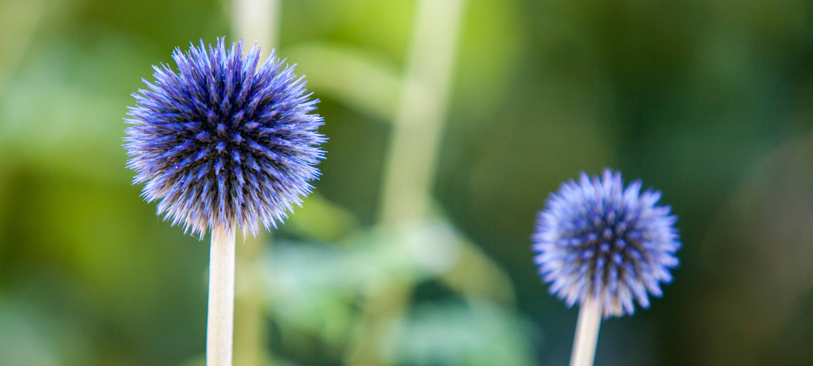 "Insekten-Landeplätze" werden gekennzeichnet