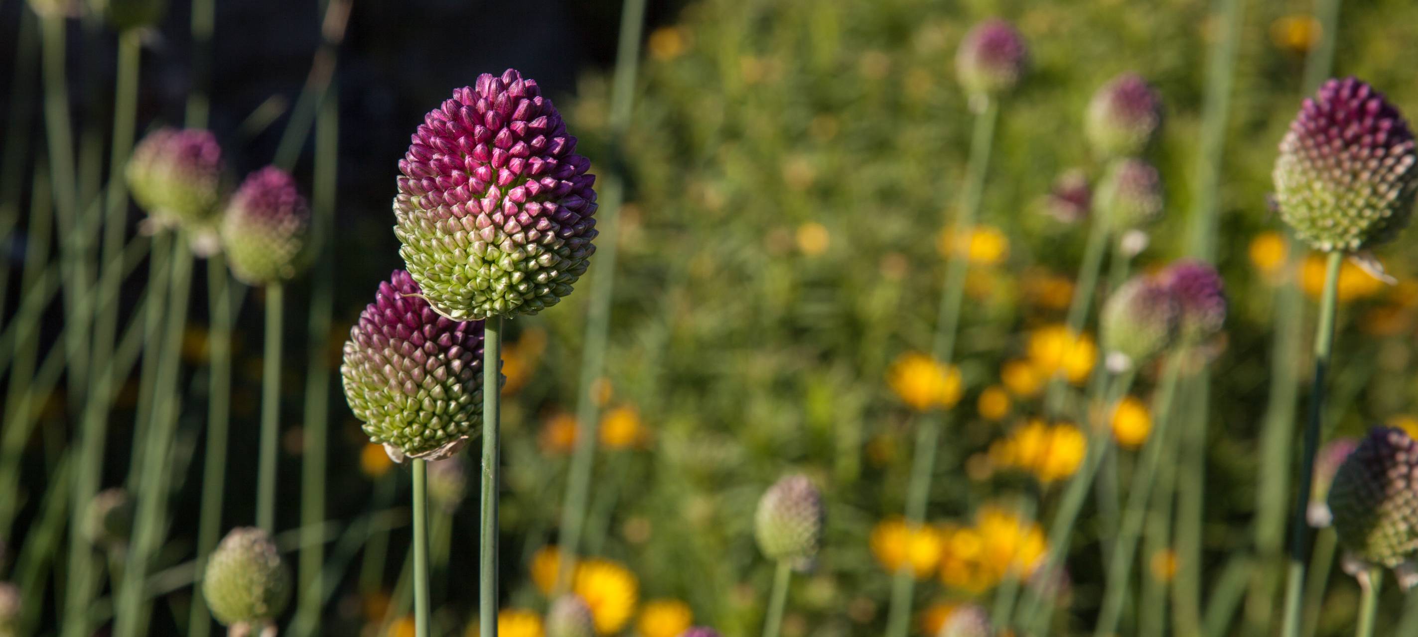 Große Blumenwiese am Mirker Hain entstanden