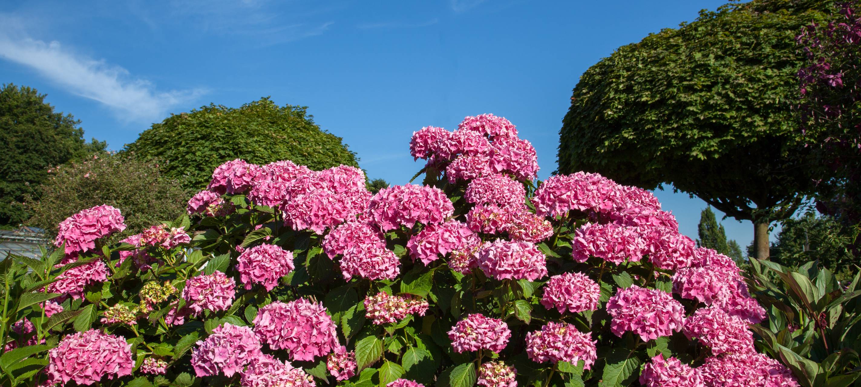 Trotz Hitze: kein Gießverbot in Wuppertal