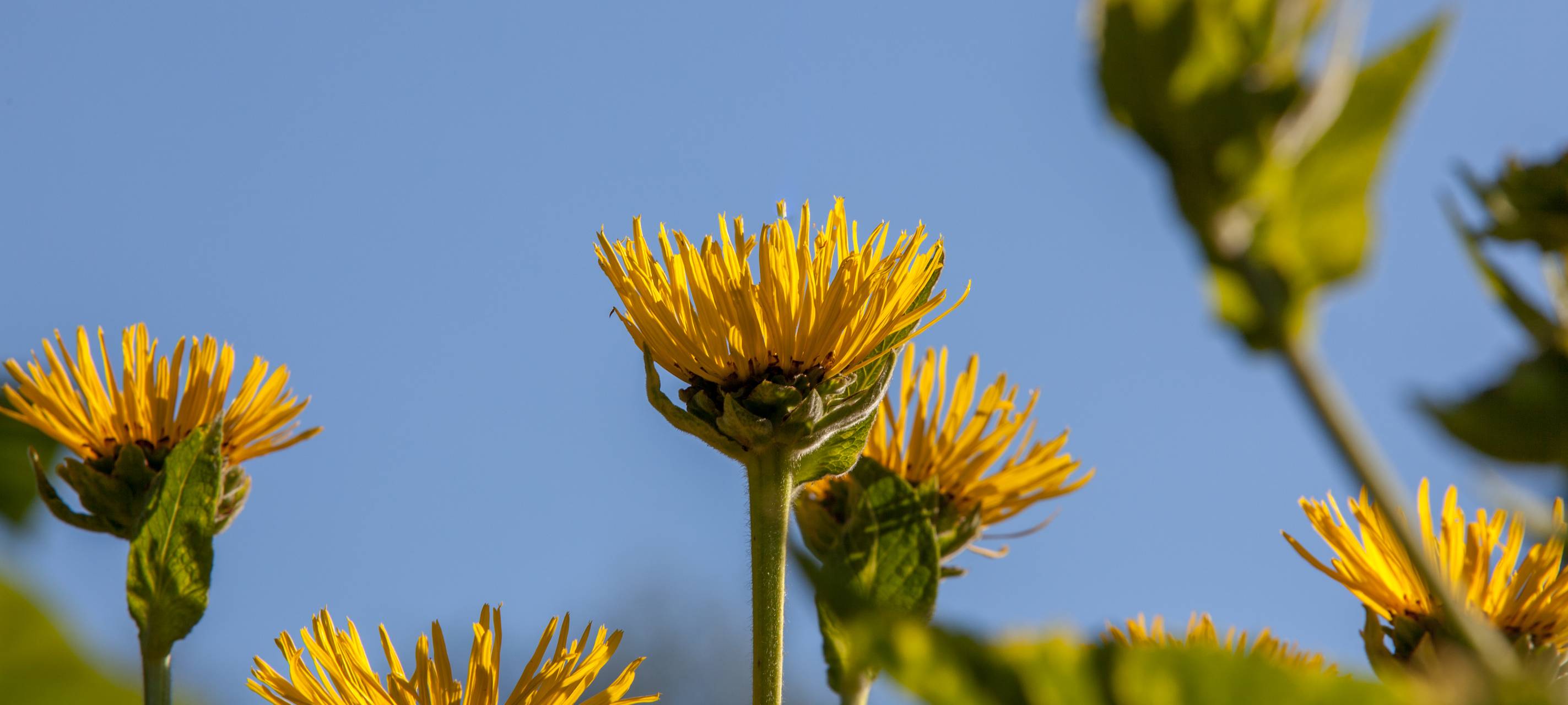 Kein Glyphosat-Einsatz in Wuppertal