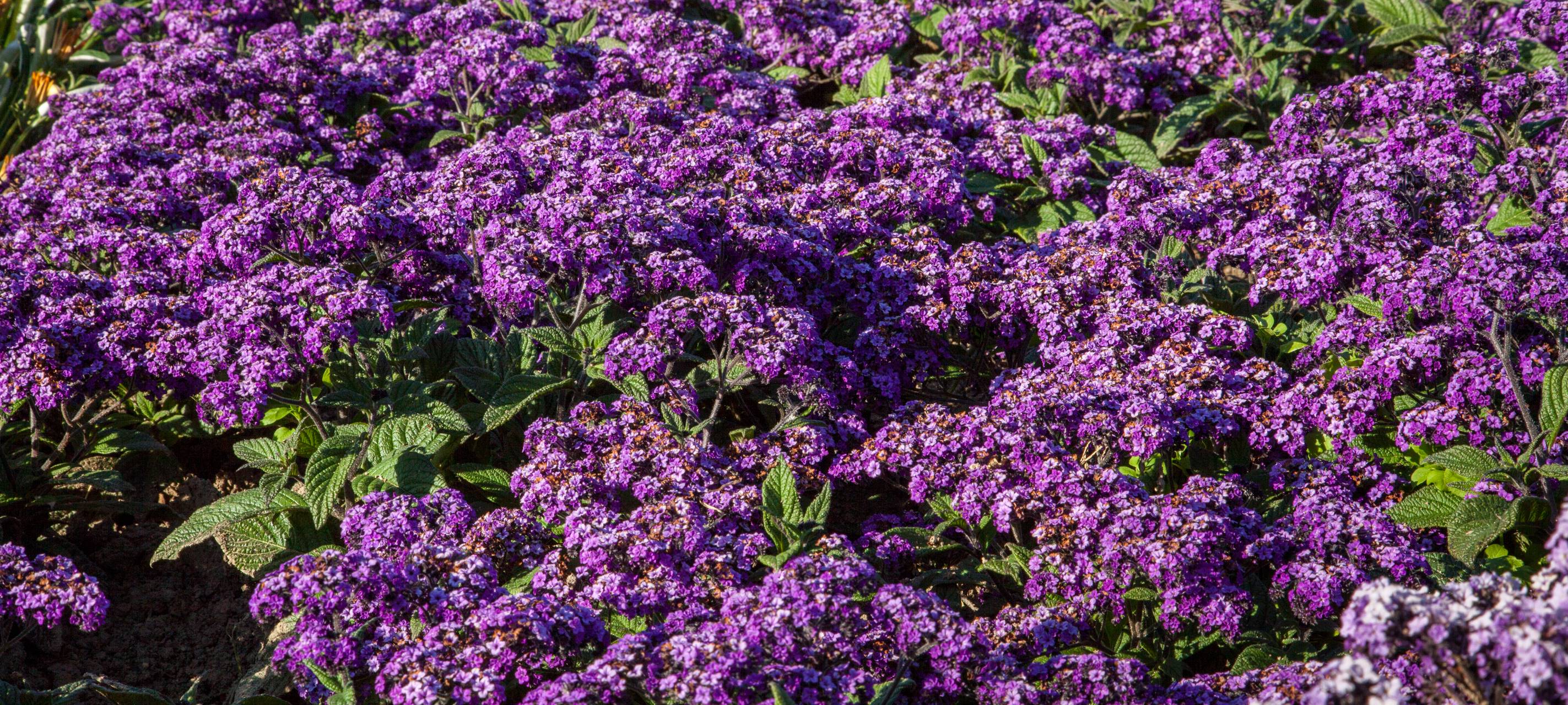 Blumen an den Straßen