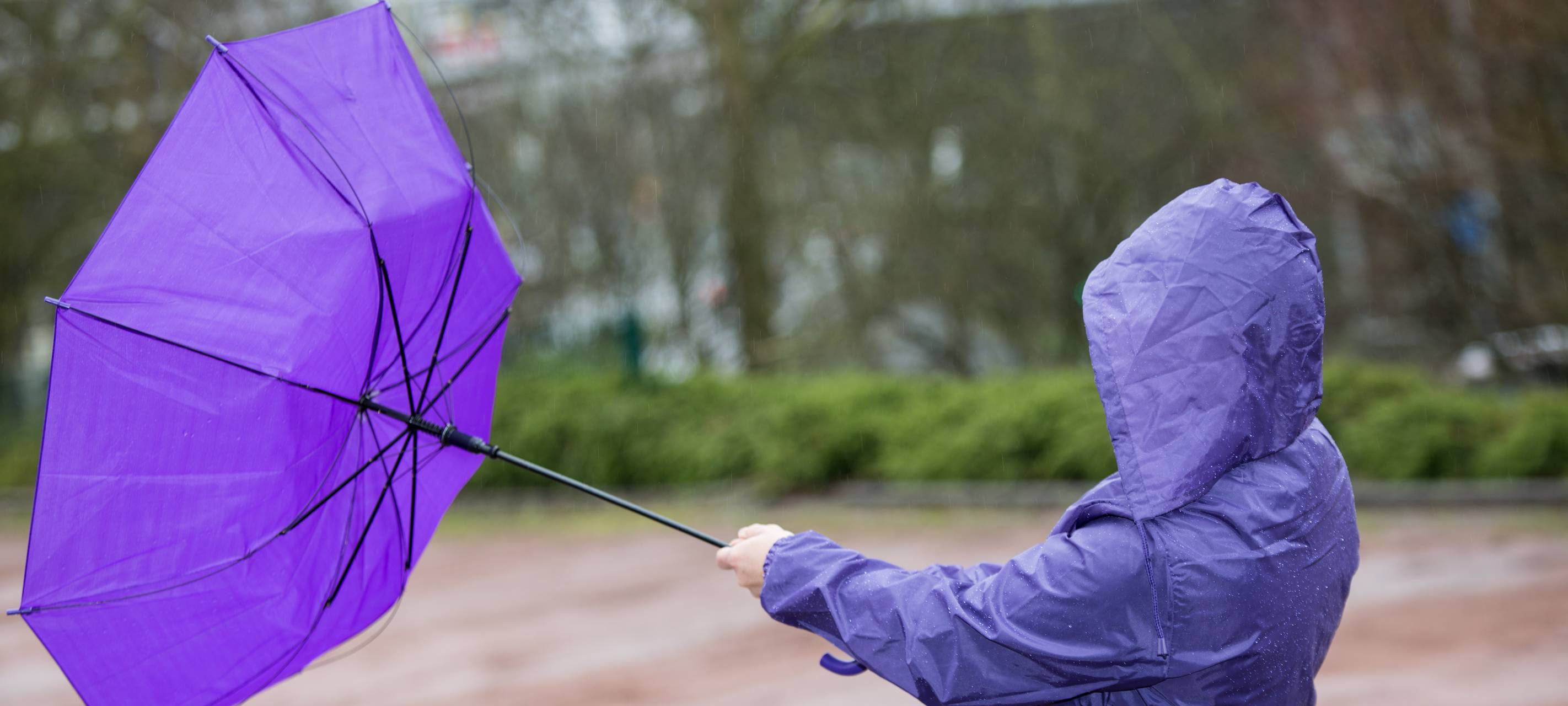 Sturm fällt viele Bäume