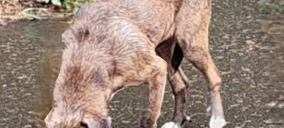 Hund läuft frei rum