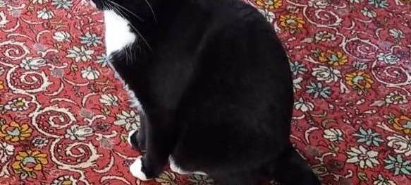 Zugelaufene Katze Am Jagdhaus / Eckbusch