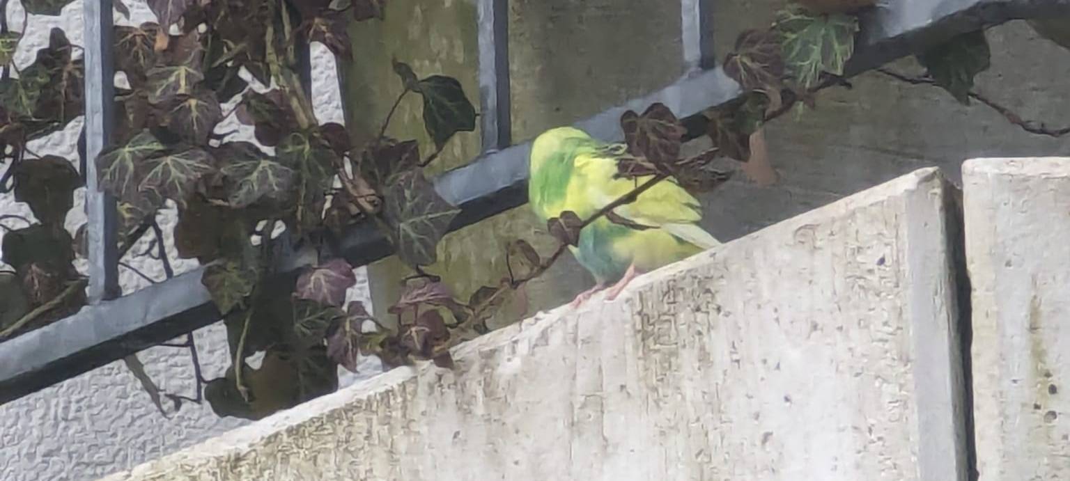 Wellensittich gefunden