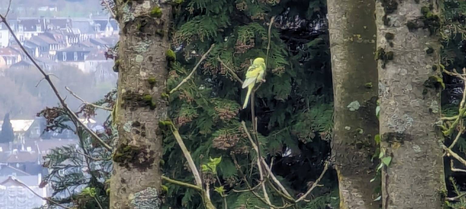 Wellensittich gefunden