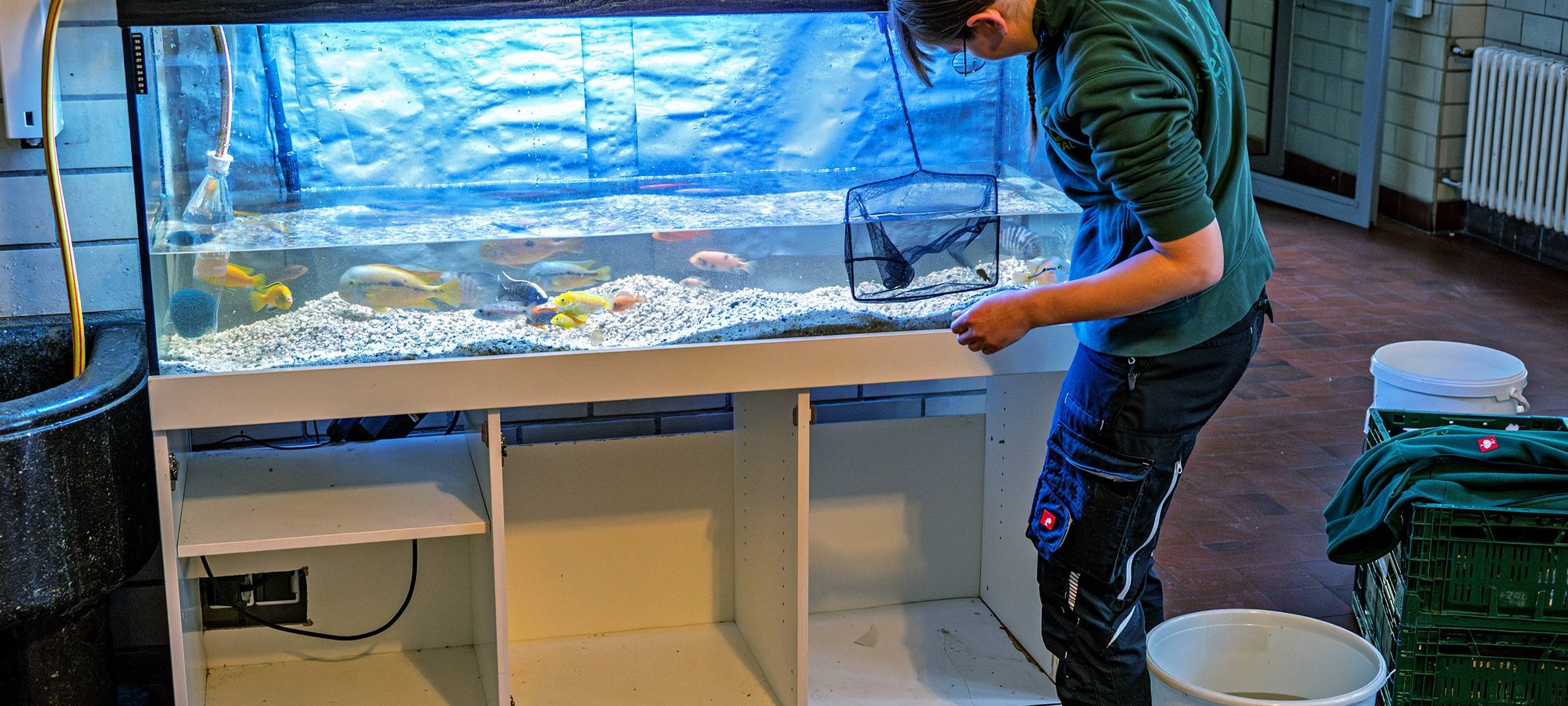 Schulumzug: Auch Fische werden umgesiedelt