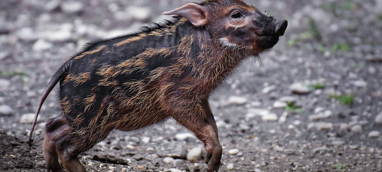 Ein großer Wurf Pinselohrschweine