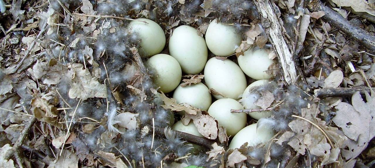 Ungeborene Enten gerettet?