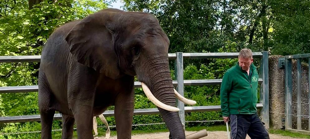 Elefanten-Kuh Sweni verlässt Wuppertal