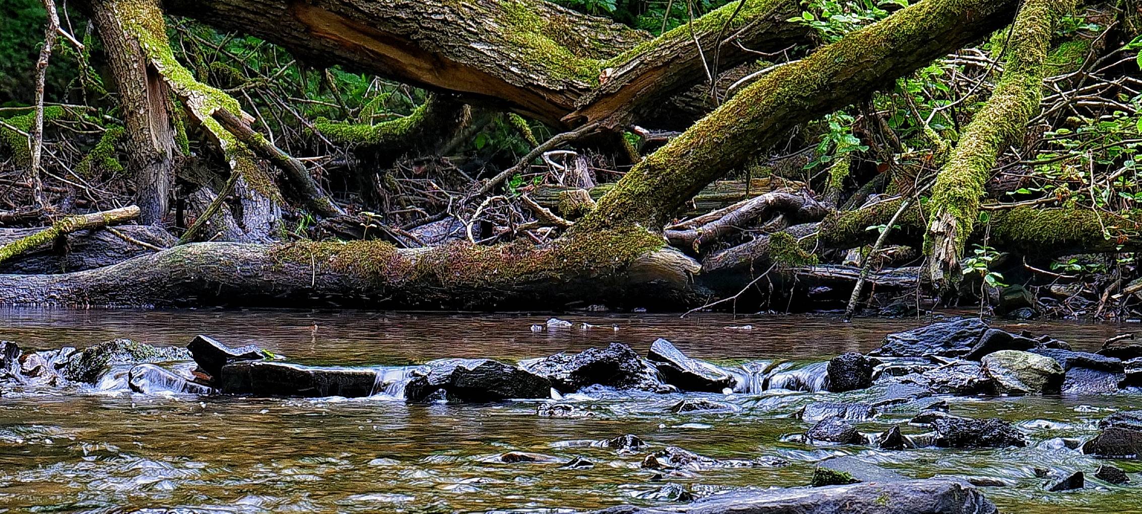 Viele Verstöße im Waldgebiet Burgholz